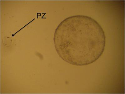 Production, Preservation, and Transfer of South American Camelid Embryos